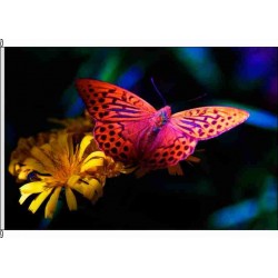 So-Schmetterling