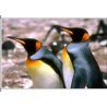 So-Pinguine